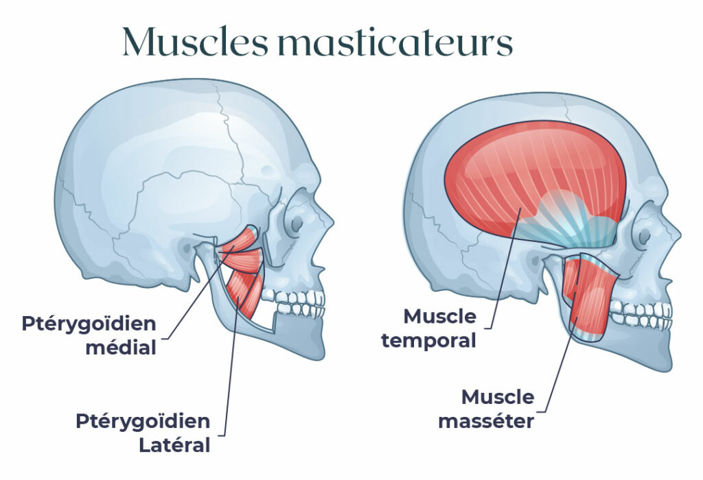 Marie Missud - Schéma Muscles masticateurs - Liège